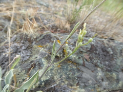 Physaria douglasii