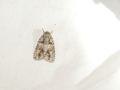 Acronicta ovata