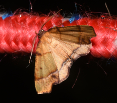 Plagodis phlogosaria