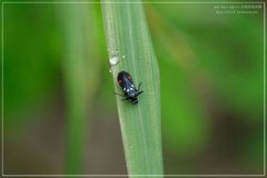 Callitettix versicolor