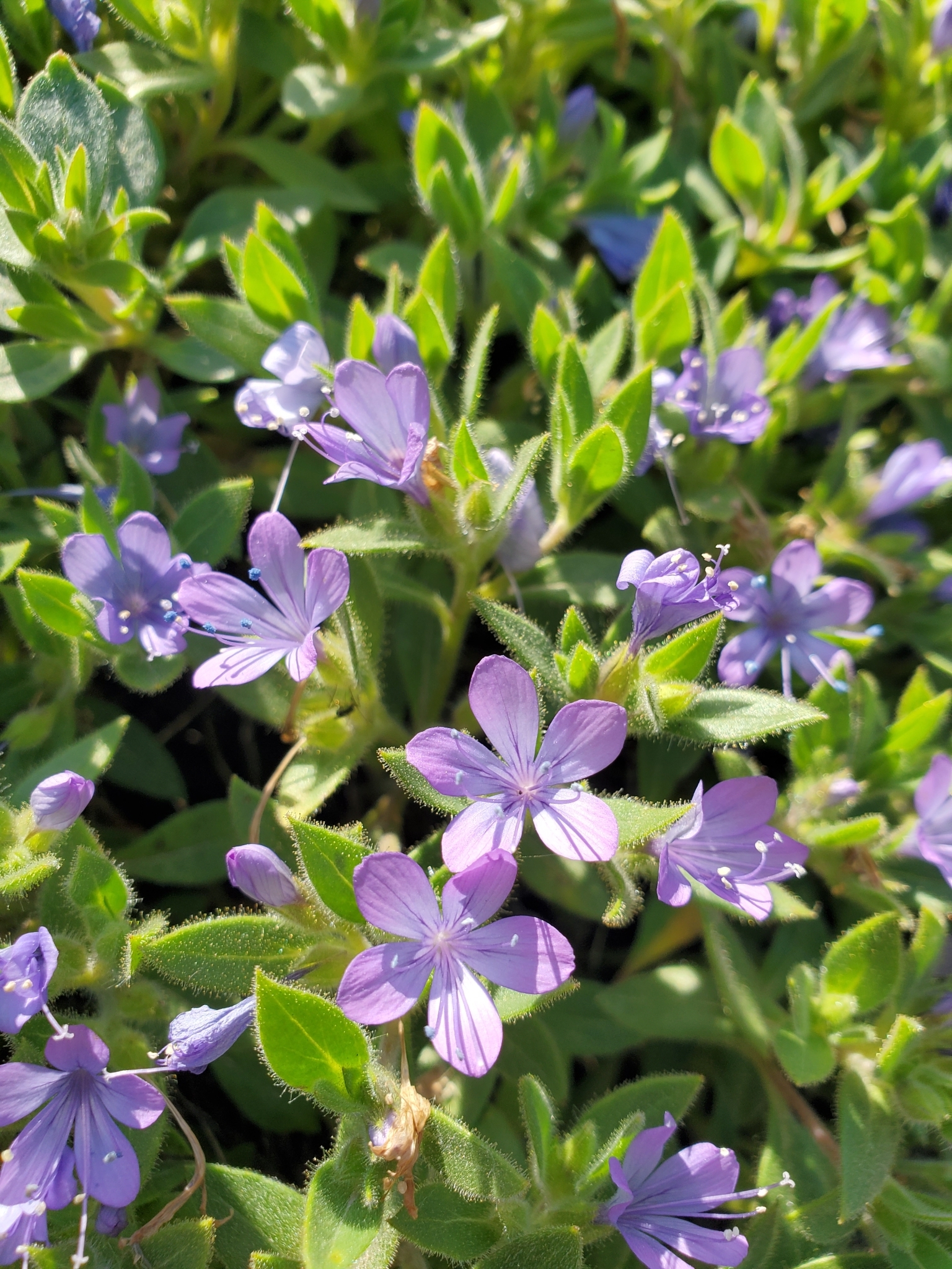 Collomia debilis var. camporum