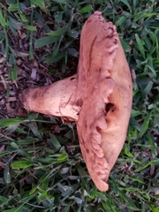 Tylopilus tabacinus