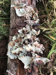 Cetrelia cetrarioides