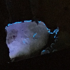 Cetrelia cetrarioides