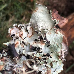 Cetrelia cetrarioides