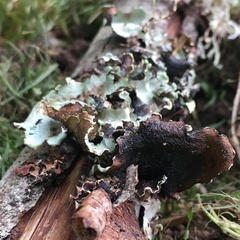 Cetrelia cetrarioides