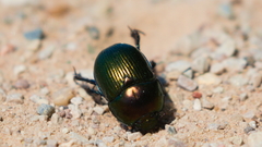 Geotrupes splendidus