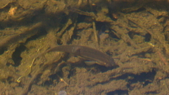 Rhinichthys