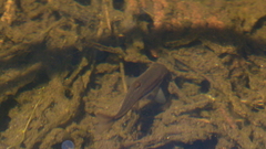 Rhinichthys