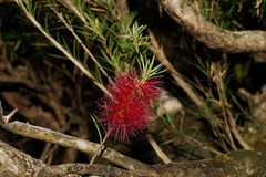 Melaleuca subulata