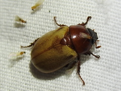 Cyclocephala melanocephala