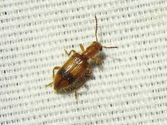 Cymatodera puncticollis