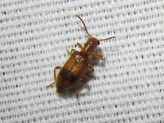 Cymatodera puncticollis