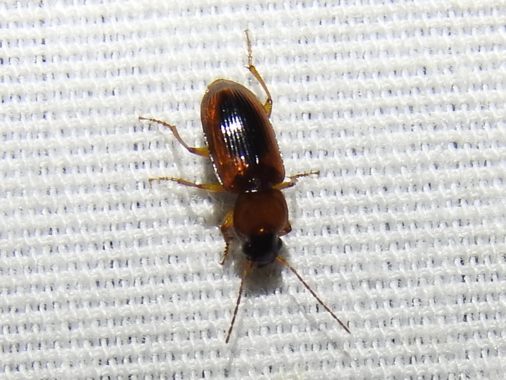 Stenolophus dissimilis from Big Spring, TX 79720, USA on July 06, 2020