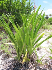 Hymenocallis littoralis