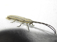 Dorcasta cinerea