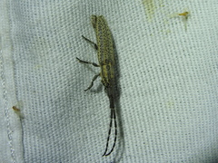 Dorcasta cinerea