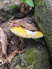 Russula ochroleucoides