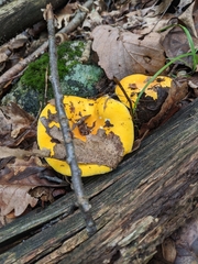 Russula ochroleucoides