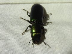 Temnoscheila acuta