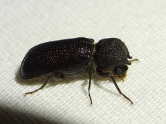 Apatides fortis