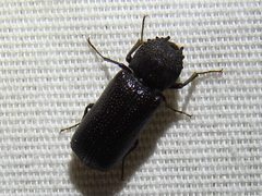 Apatides fortis