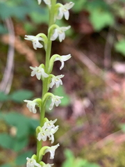 Platanthera ephemerantha