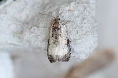 Olethreutes malana