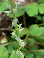 Platanthera ephemerantha
