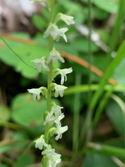 Platanthera ephemerantha