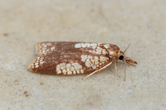 Cenopis ferreana