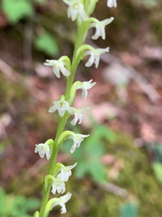 Platanthera ephemerantha