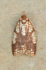 Cenopis ferreana