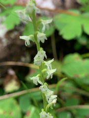 Platanthera ephemerantha