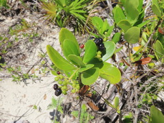 Scaevola plumieri