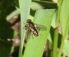 Anasimyia anausis