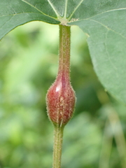 Neolasioptera vitinea