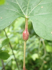 Neolasioptera vitinea