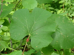 Neolasioptera vitinea
