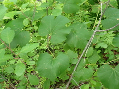Neolasioptera vitinea