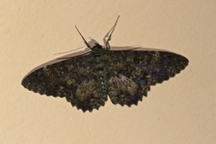 Feigeria scops