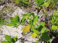 Scaevola plumieri