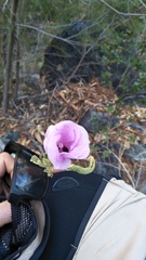 Gossypium sturtianum