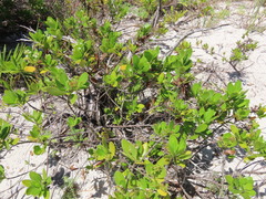 Scaevola plumieri