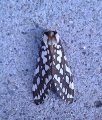 Lophocampa ingens