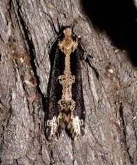 Scardiinae