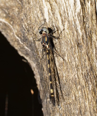 Cordulephya montana