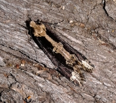 Scardiinae