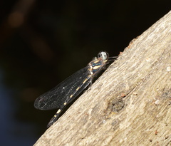 Cordulephya montana
