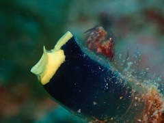 Phycocaris simulans